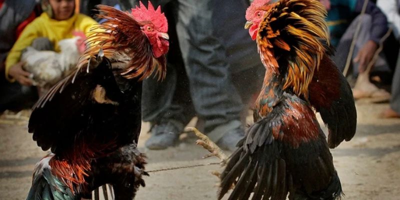 Tổng quan về loại hình trực tiếp đá gà C3
