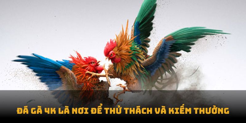 Đá gà 4K là nơi để thử thách và kiếm thưởng