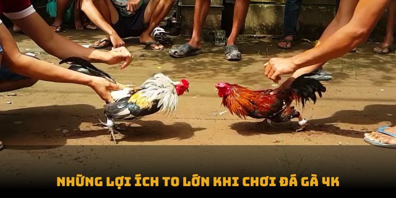 Những lợi ích to lớn khi chơi đá gà 4k