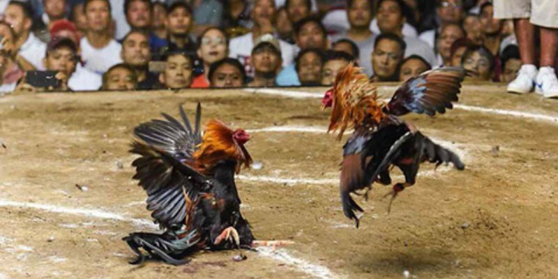 Tham gia để có trải nghiệm mãn nhãn tại những trận đá gà 67