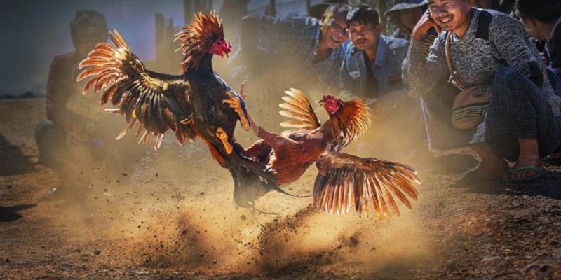 Những quy luật trong sảnh đá gà ww88